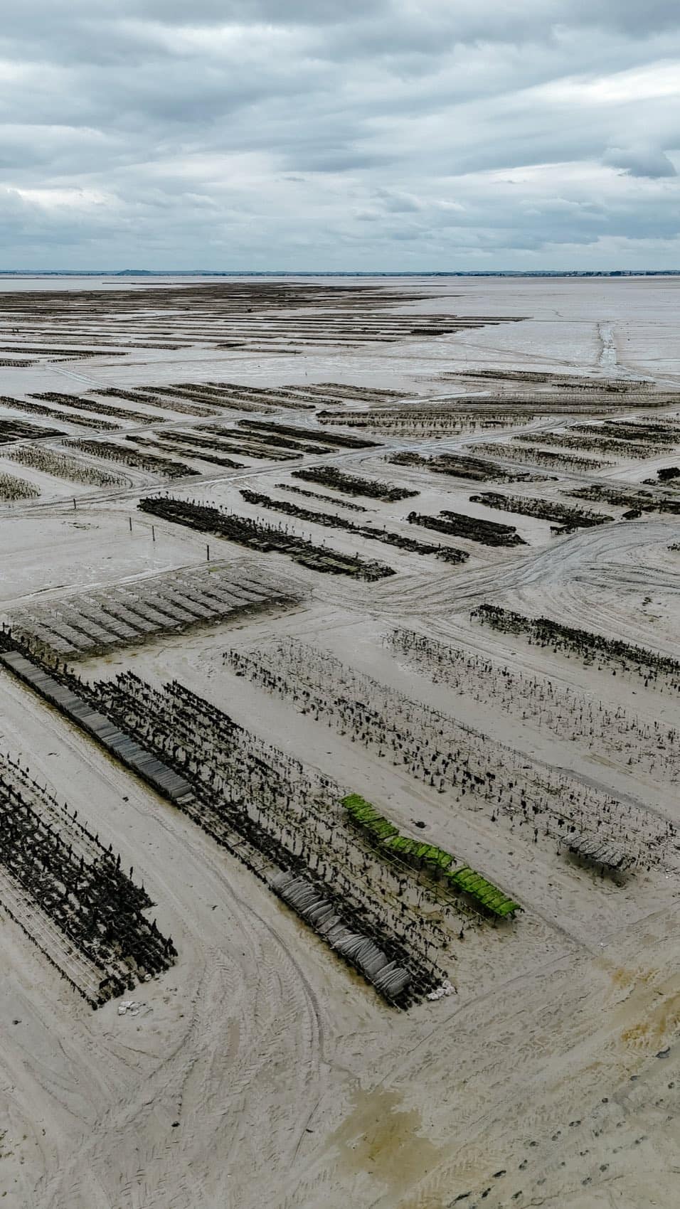 Purification et expédition de l'huître Ostra Regal à Cancale — étape 4