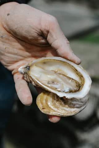 Le geste ostréicole Ostra Regal — Tuile 24